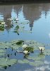 Orto botanico_SGiustina_tre ninfee