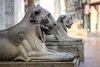 I leoni del Pedrocchi (scultore romano Petrelli)